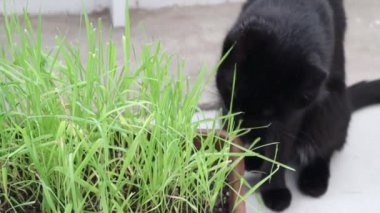 Siyah kedi taze ot yiyor.