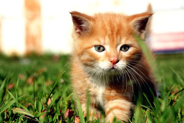 Yeşil Çimlerin Üzerinde Dünyayı Keşfeden Güzel Kızıl Bir Kedi Yavrusu — Stok fotoğraf