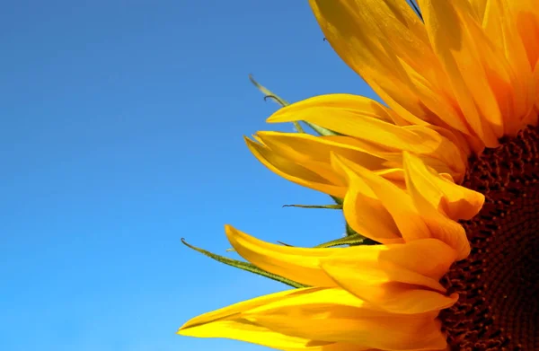 Girasol Sol Flor Sobre Fondo Cielo Azul Primer Plano Enfoque —  Fotos de Stock
