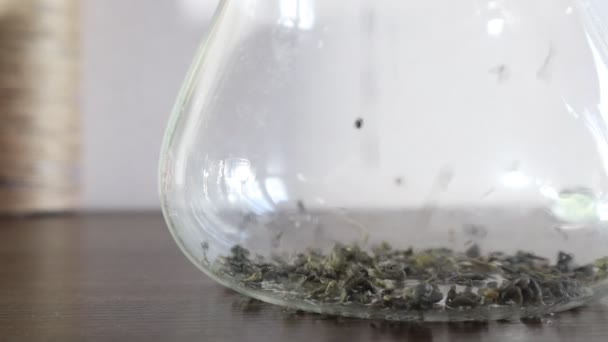 Verter las hojas de té en una tetera de vidrio — Vídeos de Stock