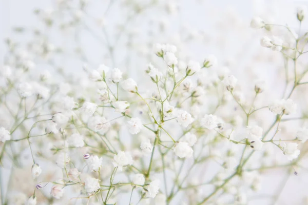 Flores Gypsophila Flores Brancas Florescentes — Fotografia de Stock