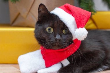 Siyah kedi portresi, Noel Baba kostümü içinde..