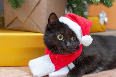 Noel kostümü ve şapkalı kara kedi. Noel ağacının altındaki kedi hediye kutusuyla.
