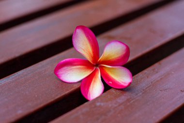 Ağaç Plumeria, Frangipani. Tahta üzerinde Frangipani çiçekleri.