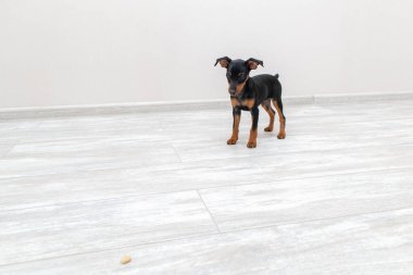 Minyatür pinscher köpek yavrusu yerde duruyor ve besine bakıyor..