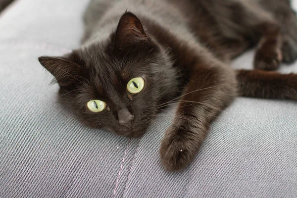 Svart katt med stora gula ögon vilar på soffan. Lata katt liggande på grå soffa — Stockfoto