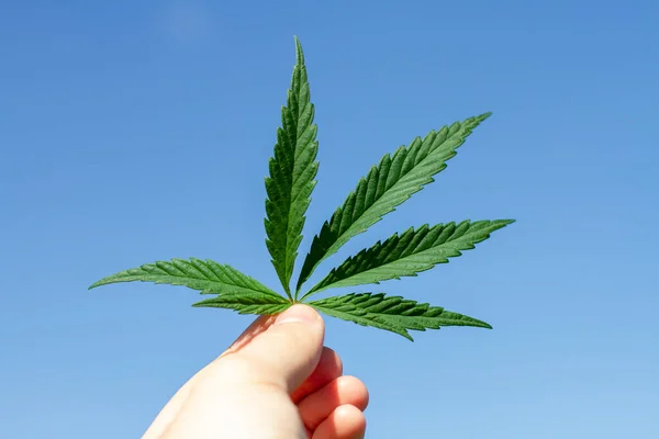Marijuana Hampa Blad Händerna Blå Himmel Bakgrund — Stockfoto
