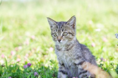 Yeşil çimenlikteki tekir bir kedinin portresi. Küçük kedi yavrusu dışarıda çimlerde poz veriyor. Kedi çimenlerde oynuyor..