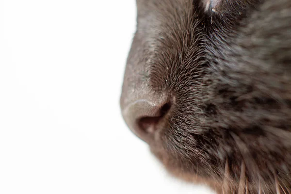 Szczegóły Nosa Czarnych Kotów Zbliżenie Skupienie Selektywne — Zdjęcie stockowe