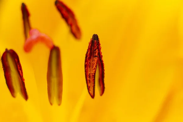 黄色百合花雄蕊和雌蕊 百合花的宏观图片片段 软性选择性重点 — 图库照片