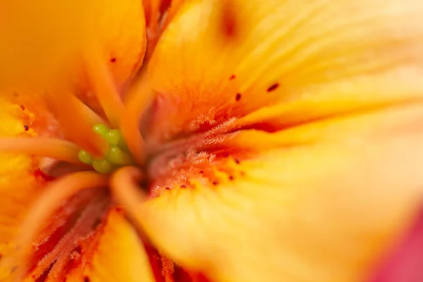 Macro Foto Botão Lírio Flor Estames Pistilos Com Pólen Flores — Fotografia de Stock