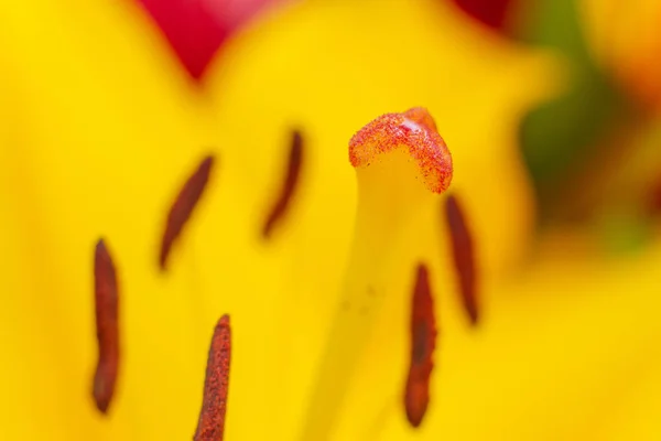 Zambak Tomurcuğunun Yakın Çekim Makro Fotoğrafı Stamens Sarı Çiçek Polenleriyle — Stok fotoğraf