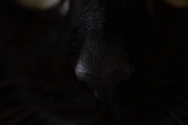 Fecho Escuro Nariz Gato Preto Foco Seletivo — Fotografia de Stock