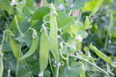 Çiftlikte büyüyen yeşil bezelyeler.