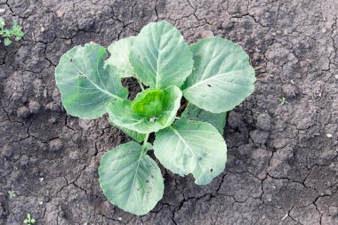 Yeşil taze lahana başı toprağa gömüldü. Bahçe çiftliğinde lahana yetişiyor..