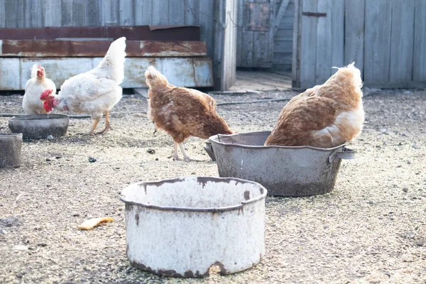 Hühner Und Hähne Ernähren Sich Auf Dem Hof Selektiver Weicher — Stockfoto