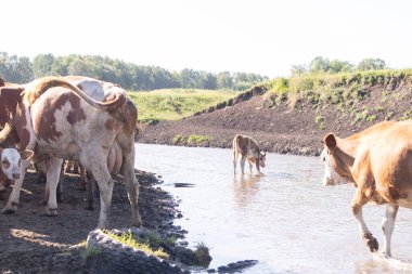 İnekler kırsal bölgedeki nehirde su içerler. Yumuşak seçici odak.