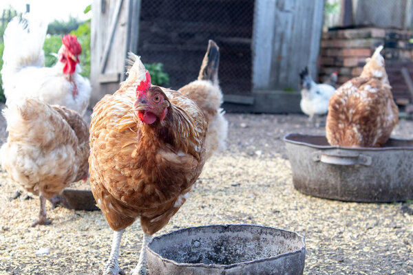 Hens posing in farm. Chickens feeding. Selective focus.