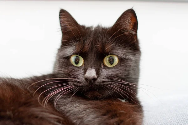 Beyaz Arka Planda Sarı Gözlü Siyah Kedi Portresi — Stok fotoğraf