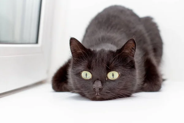 Gatto Nero Con Gli Occhi Verdi Trova Uno Sfondo Bianco — Foto Stock