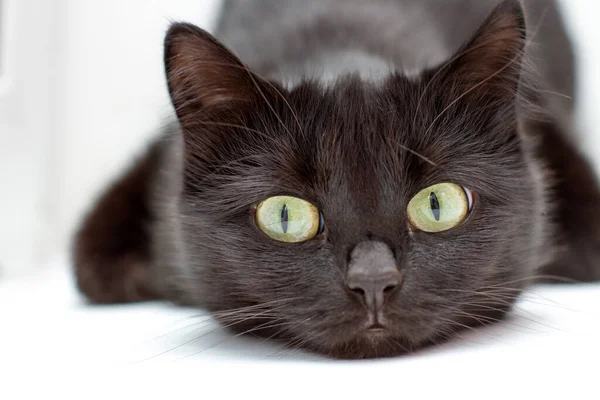 Ritratto Gatto Nero Con Occhi Verdi Sfondo Bianco — Foto Stock