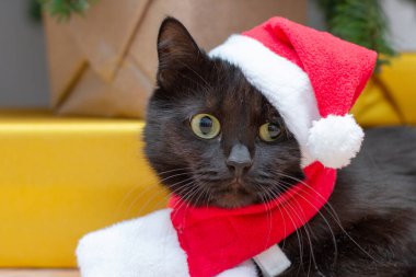 Noel Baba gibi giyinmiş kedi. Noel ağacının altında yeni yıl kostümü giymiş kara kedi..
