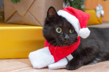 Noel Baba gibi giyinmiş kedi. Noel ağacının altında yeni yıl kostümü giymiş kara kedi..