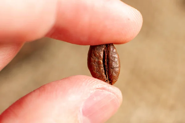 Close-up of fingers holding roasted coffee bean. Blurred background. Macro photo of coffee grain.