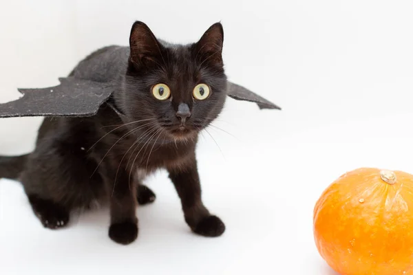 Svart Katt Bat Halloween Kostym Med Pumpa — Stockfoto