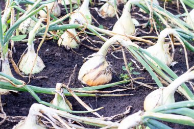 Tarla bahçesinde yetişen taze soğan bitkisi hasadı.