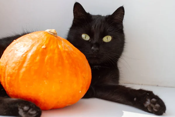 Fekete Macska Val Tök Halloween — Stock Fotó