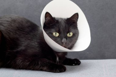 Cerrahi operasyondan sonra gri bir kanepede Elizabeth tarzı tasma takan kara kedi yatıyor. Hayvan sağlığı konsepti.