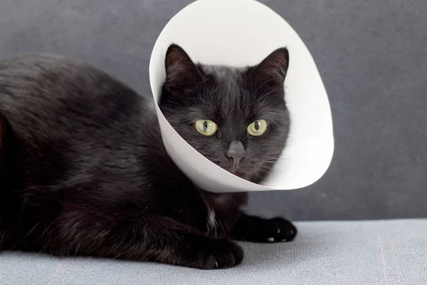 Svart Katt Klädd Elizabethan Krage Liggande Grå Soffa Efter Operation — Stockfoto