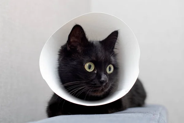 Katt Klädd Elizabethan Krage Liggande Soffa Djurhälsobegrepp — Stockfoto