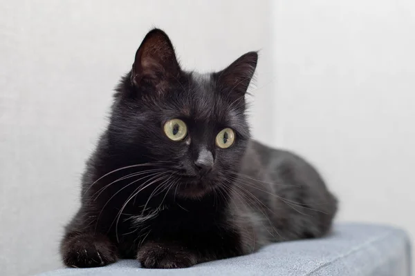 Ritratto di gatto nero con occhi gialli sul divano — Foto Stock