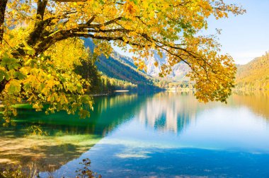 Alp Dağları, Avusturya göl kıyısında sarı sonbahar ağaçlar