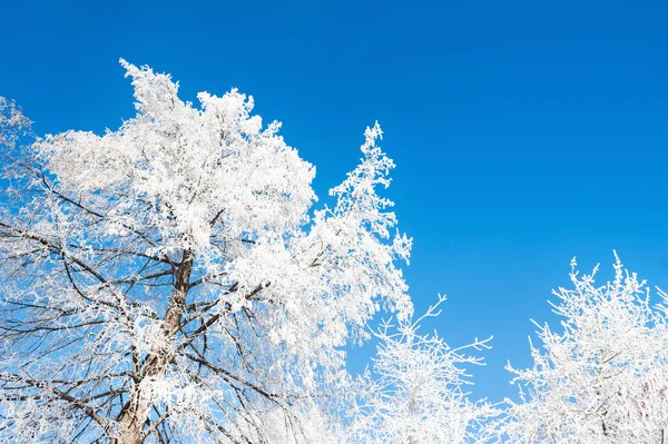 Träd Rimfrosten Mot Den Blå Himlen Vackert Vinterlandskap — Stockfoto