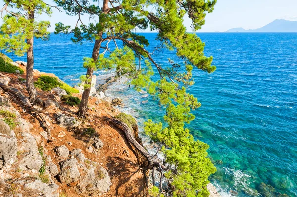 Pinos Costa Rocosa Cerca Kemer Turquía Hermoso Paisaje Verano — Foto de Stock