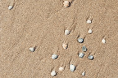 Kumlu sahilde deniz kabukları. Kuzey Denizi kıyılarında Hollanda