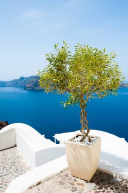 Zeytin ağacı terasta. Santorini Island, Yunanistan. Güzel yaz manzara, deniz manzaralı.