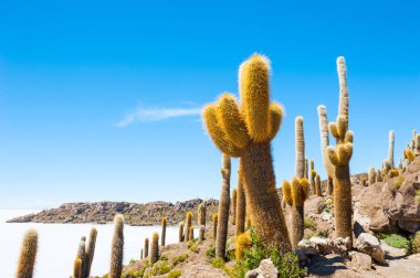 Büyük kaktüs Incahuasi Adası, Salar de Uyuni tuz düz, Altiplano, Bolivya. 