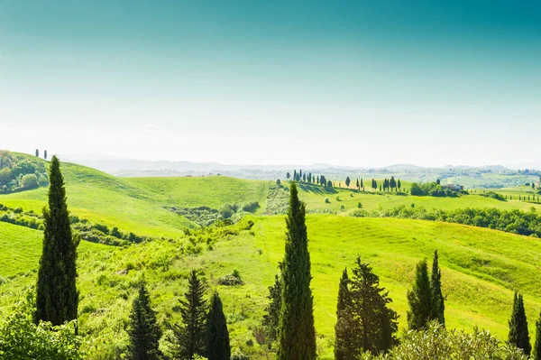 Gröna Fält Och Cypresser Toscana Italien Sommarlandskap — Stockfoto