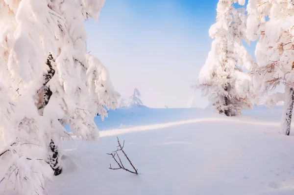Pokryte Śniegiem Drzewa Lesie Zimą Zachód Słońca Piękny Zimowy Krajobraz — Zdjęcie stockowe