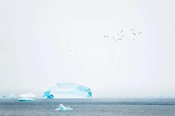 Flock of birds flying over the icebergs in Atlantic ocean, Greenland