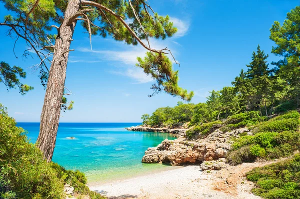 Turkuaz suyu ve yeşil ağaçları near Kemer, Turkey ile güzel vahşi kumsal