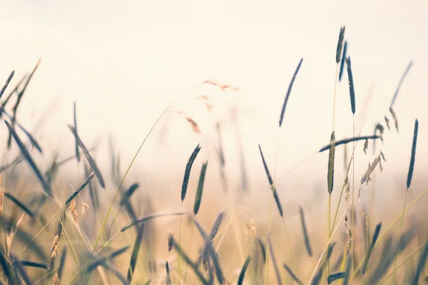 Wilde Gräser Auf Einem Feld Bei Sonnenuntergang Flache Schärfentiefe Vintage — Stockfoto