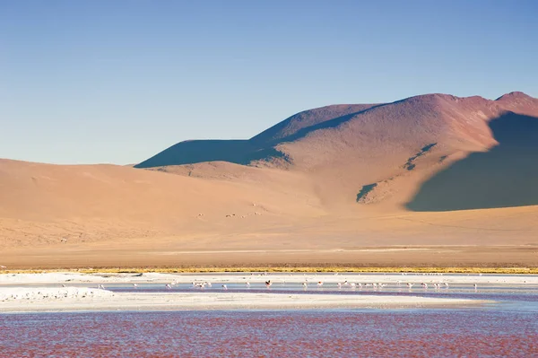 Pink Flamingos Laguna Colorada Plateau Altiplano Bolivia — Stock Photo, Image
