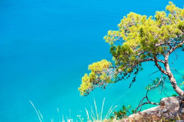 Çam ağacı turkuaz su üzerinde. Güzel yalı near Kemer, Turkey.