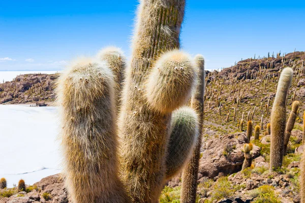 Gran Cactus Isla Incahuasi Salar Uyuni Salar Altiplano Bolivia — Foto de Stock