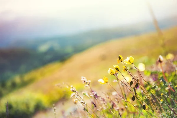 Yellow poppy flowers in the mountains. Shallow depth of field. Altai, Siberia, Russia